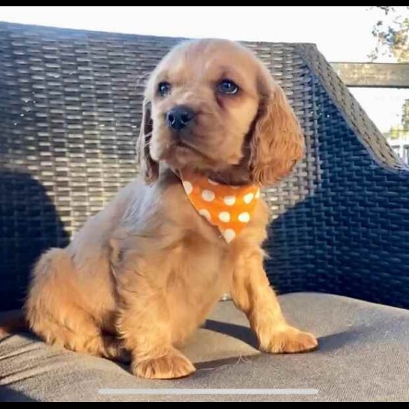 Cocker Spaniel (Working &amp; Show) - Both