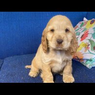 Cocker Spaniel (Working &amp; Show) - Both