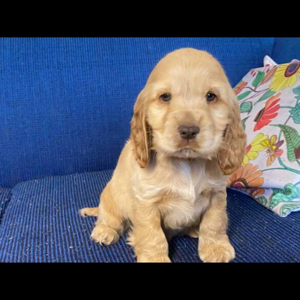 Cocker Spaniel (Working &amp; Show) - Both