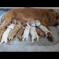 Cocker Spaniel (Working &amp; Show) - Both
