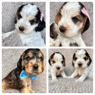 Cocker Spaniel (Working &amp; Show) - Both