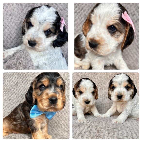 Cocker Spaniel (Working &amp; Show) - Both