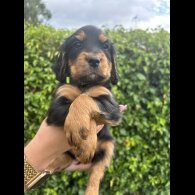 Cocker Spaniel (Working &amp; Show) - Both