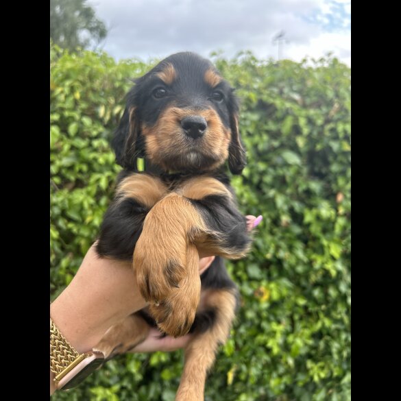 Cocker Spaniel (Working &amp; Show) - Both