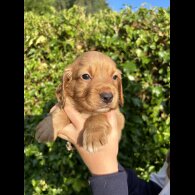 Cocker Spaniel (Working &amp; Show) - Both