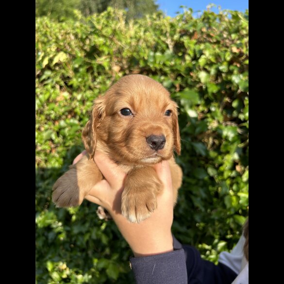 Cocker Spaniel (Working &amp; Show) - Both