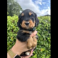 Cocker Spaniel (Working &amp; Show) - Both