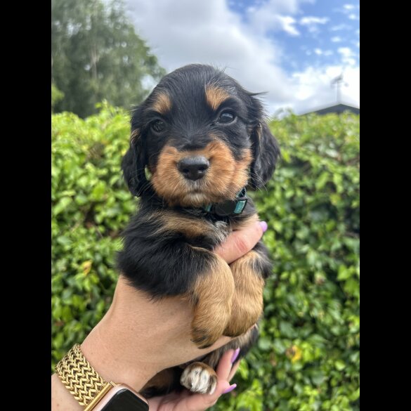 Cocker Spaniel (Working &amp; Show) - Both
