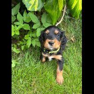 Cocker Spaniel (Working &amp; Show) - Both