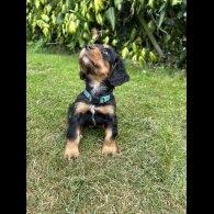 Cocker Spaniel (Working &amp; Show) - Both