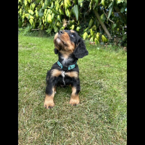 Cocker Spaniel (Working &amp; Show) - Both