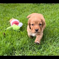 Cocker Spaniel (Working &amp; Show) - Both