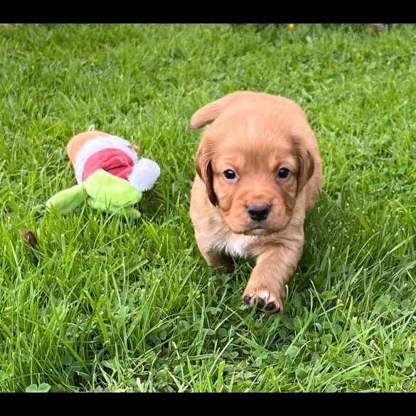 Cocker Spaniel (Working &amp; Show) - Both