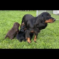 Cocker Spaniel (Working &amp; Show) - Both