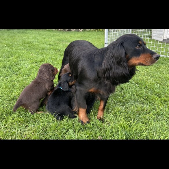 Cocker Spaniel (Working &amp; Show) - Both