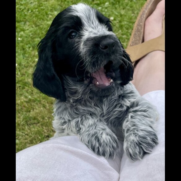 Cocker Spaniel (Working &amp; Show) - Both