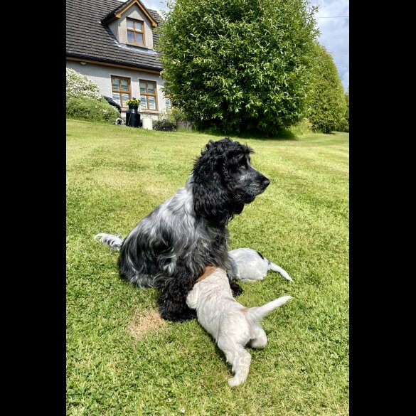 Cocker Spaniel (Working &amp; Show) - Both
