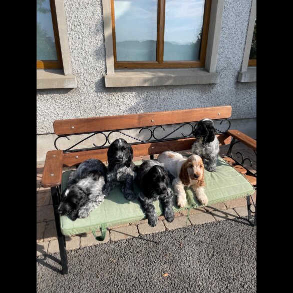 Cocker Spaniel (Working &amp; Show) - Both