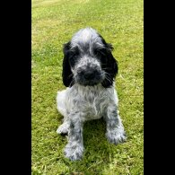 Cocker Spaniel (Working &amp; Show) - Both