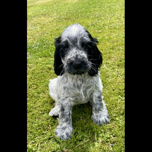 Cocker Spaniel (Working &amp; Show) - Both