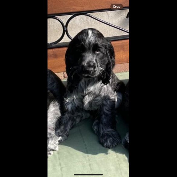 Cocker Spaniel (Working &amp; Show) - Both
