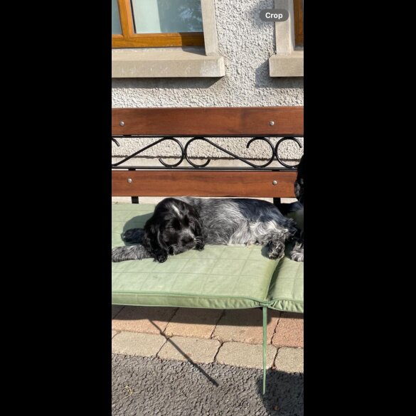 Cocker Spaniel (Working &amp; Show) - Both