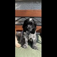 Cocker Spaniel (Working &amp; Show) - Both