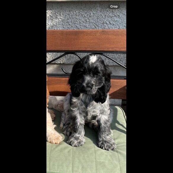 Cocker Spaniel (Working &amp; Show) - Both