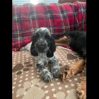 Cocker Spaniel (Working &amp; Show) - Both