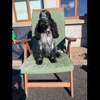 Cocker Spaniel (Working &amp; Show) - Both