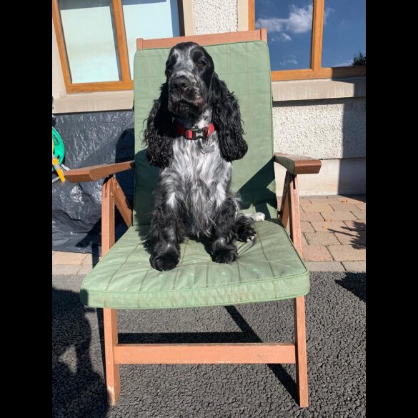 Cocker Spaniel (Working &amp; Show) - Both