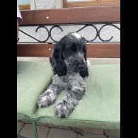 Cocker Spaniel (Working &amp; Show) - Both