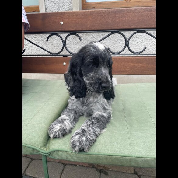 Cocker Spaniel (Working &amp; Show) - Both