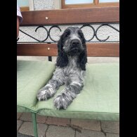 Cocker Spaniel (Working &amp; Show) - Both