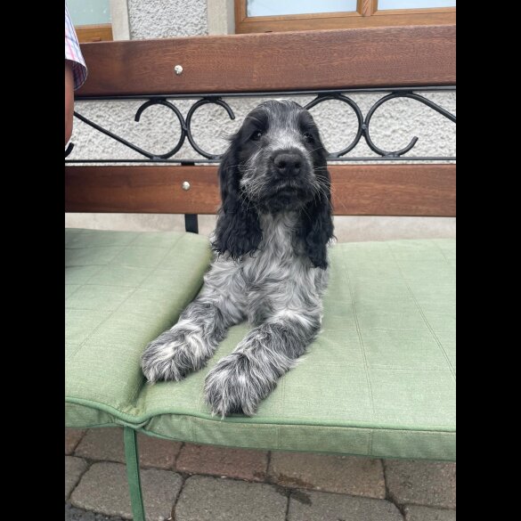 Cocker Spaniel (Working &amp; Show) - Both