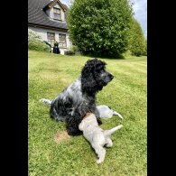 Cocker Spaniel (Working &amp; Show) - Both