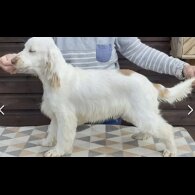 Cocker Spaniel (Working &amp; Show) - Both