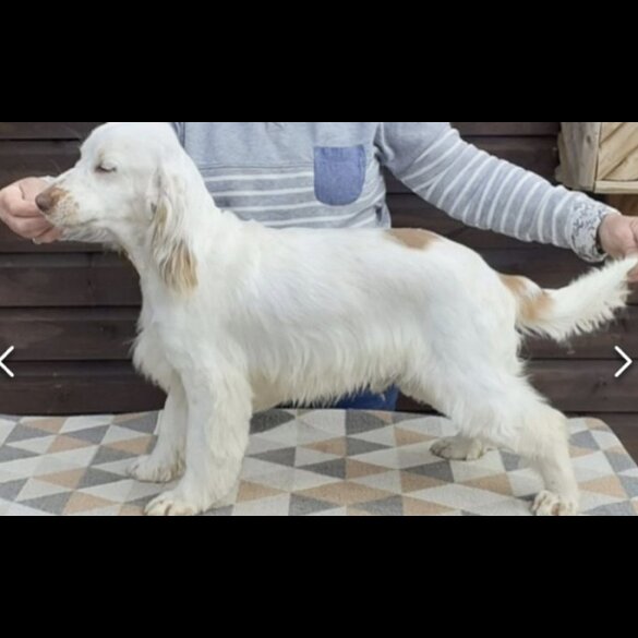 Cocker Spaniel (Working &amp; Show) - Both