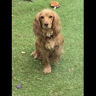 Cocker Spaniel (Working &amp; Show) - Both