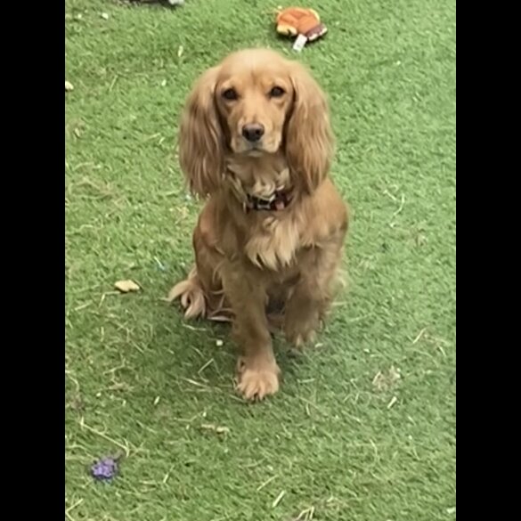 Cocker Spaniel (Working &amp; Show) - Both