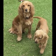 Cocker Spaniel (Working &amp; Show) - Both