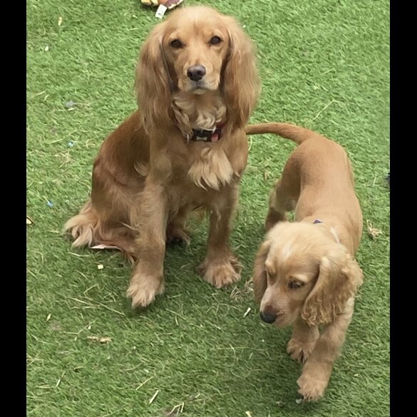 Cocker Spaniel (Working &amp; Show) - Both