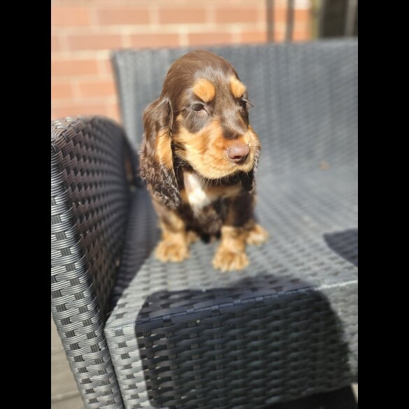 Cocker Spaniel (Working &amp; Show) - Both