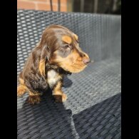 Cocker Spaniel (Working &amp; Show) - Both