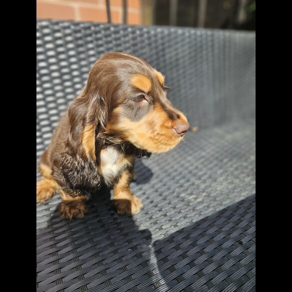 Cocker Spaniel (Working &amp; Show) - Both