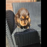 Cocker Spaniel (Working &amp; Show) - Both