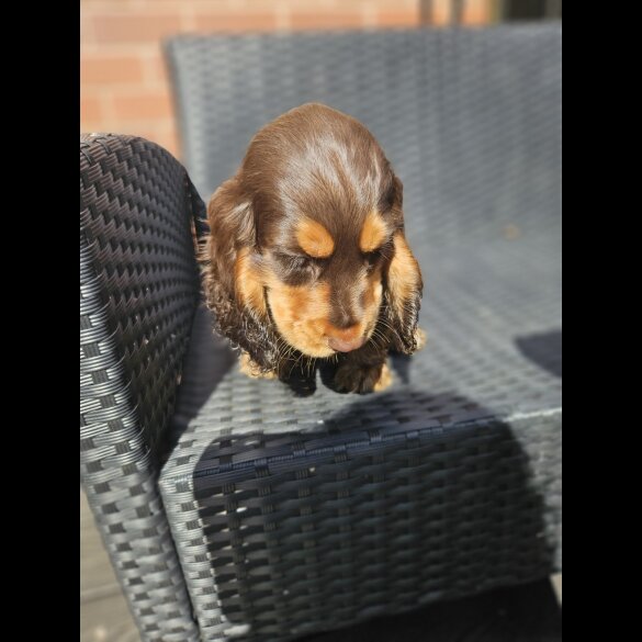 Cocker Spaniel (Working &amp; Show) - Both