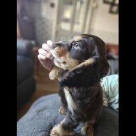Cocker Spaniel (Working &amp; Show) - Both