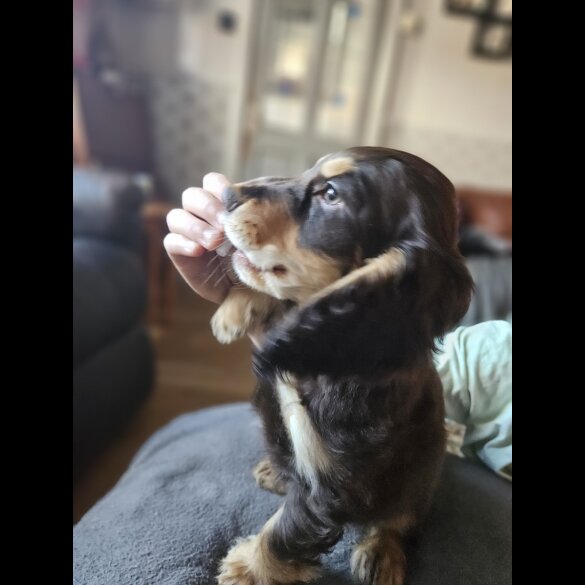 Cocker Spaniel (Working &amp; Show) - Both