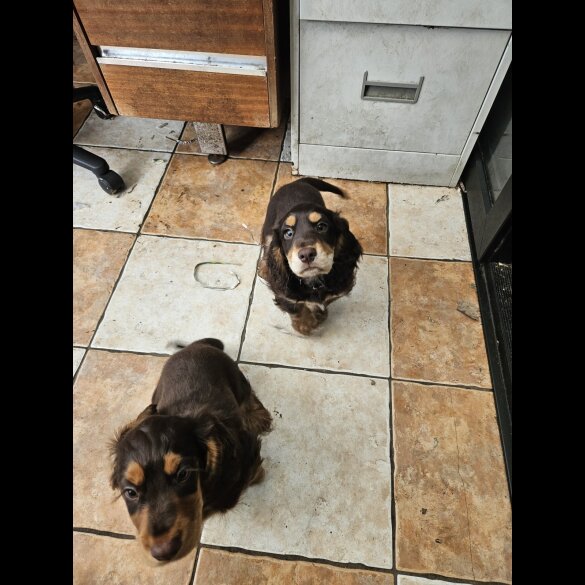Cocker Spaniel (Working &amp; Show) - Both